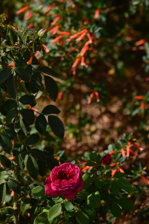 william shakespeare 2000, rose, english, david austin, small sunny garden, amy myers, desert garden, october