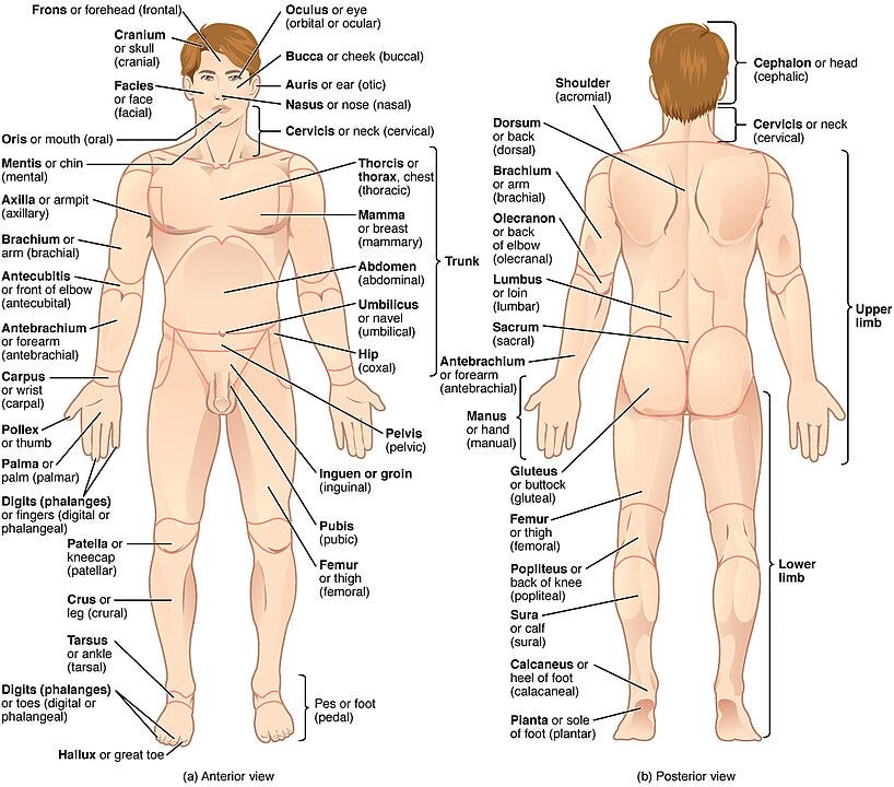 A diagram of a person's body

Description automatically generated