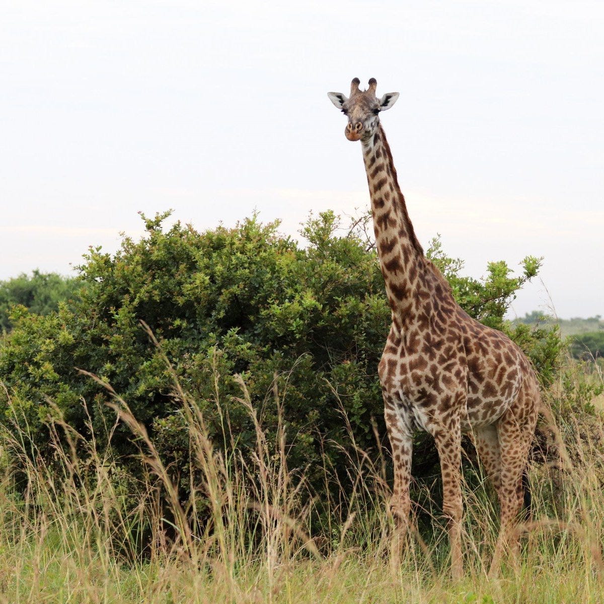 Don't Feed the Giraffe
