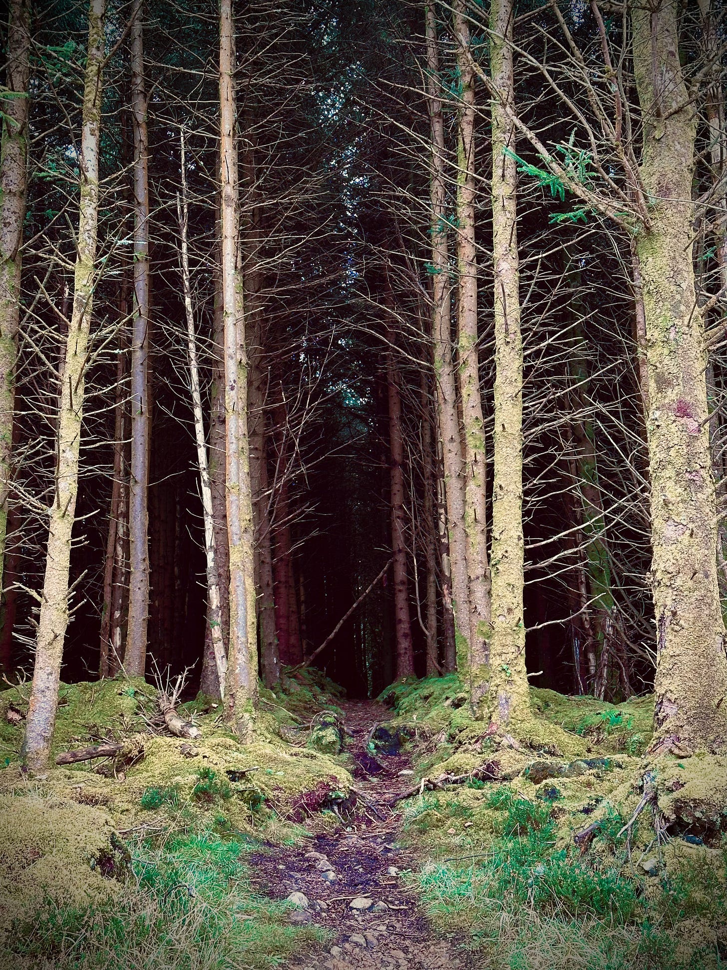 Tall, slender Pine Trees grow from very mossy earth with a pine needle trail straight ahead through the forest
