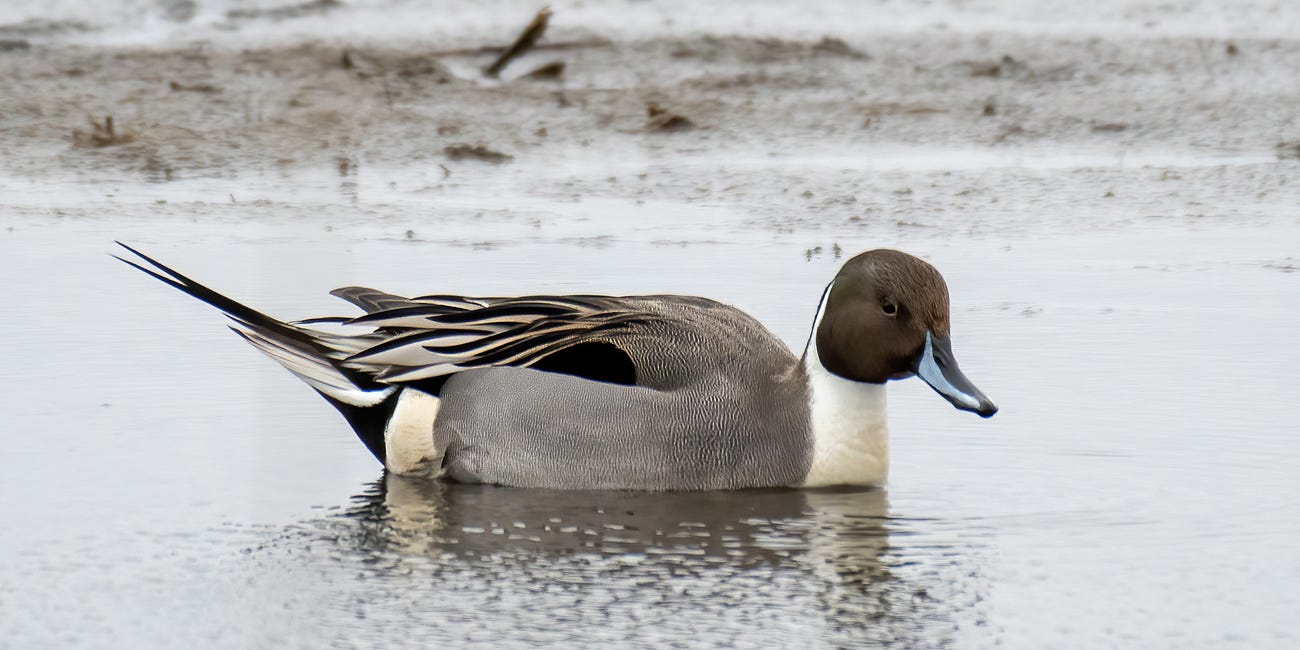 Northern Pintail