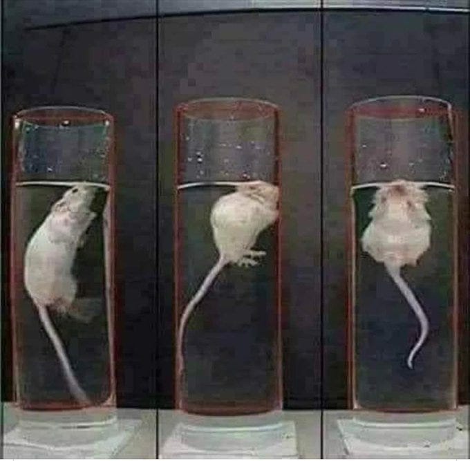 Drowing Rats The Drowning Rats That Show Lockdowns Killed