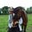 Cheval's avatar