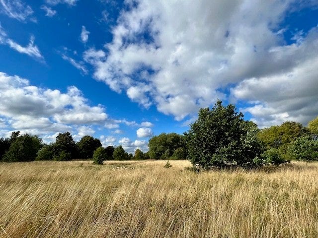 Ryebank Fields: long grass and some trees