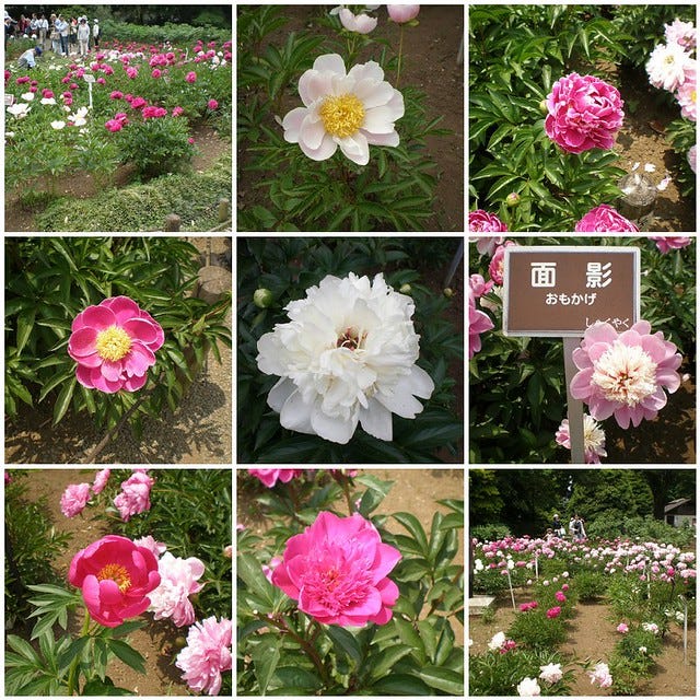 Peonies Peonies