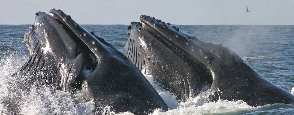 Spellbound on the North Atlantic