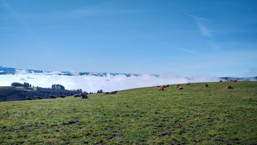 Vacas tendidas en la hierba