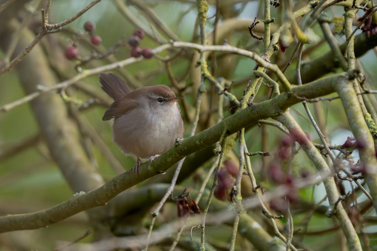 A very round brown bird looks directly at the camera A very round brown bird looks directly at the camera