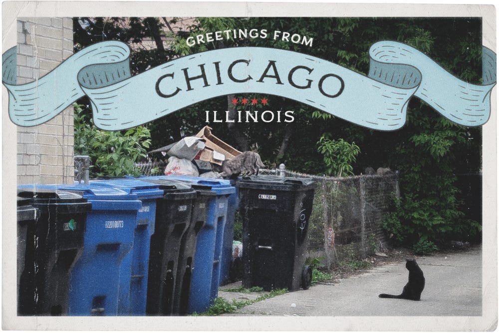 a photo of two cats in an alley digging through garbage in a Chicago postcard frame