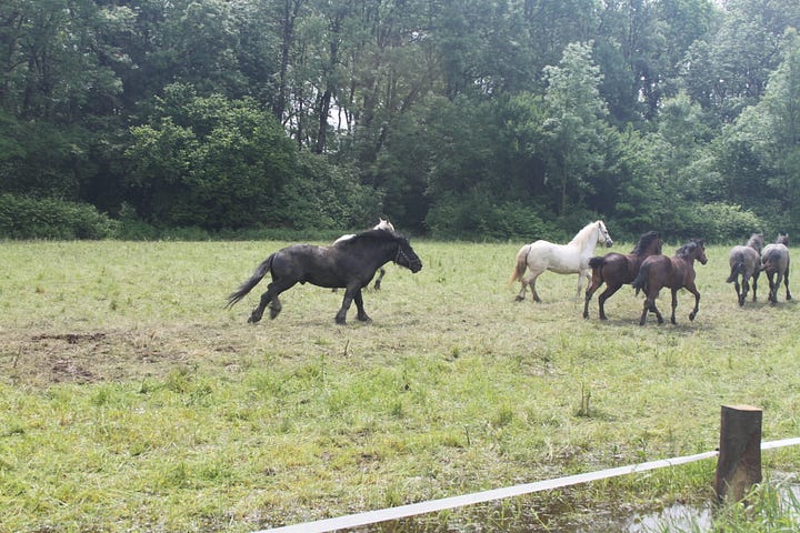 Pictures of horses in a pen