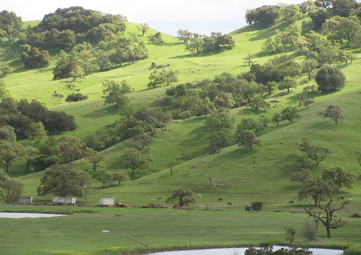 Possibly the hillside Steve Jobs envisioned as part of Apple’s headquarters. Grassy valley floor with hillside behind. Trees are mainly on the hills.