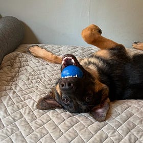 Contrarian Pet of the Week