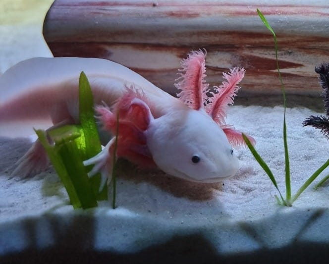 a couple of animals that are in some water