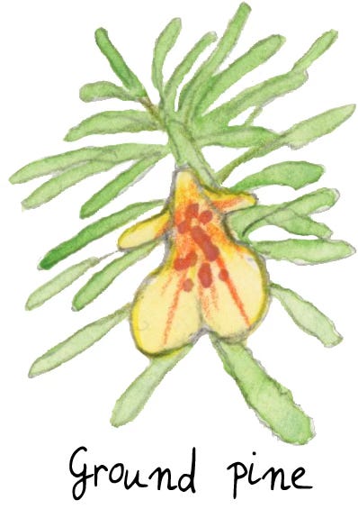 illustration of Ajuga Chamæpitys, ground pine illustration of Ajuga Chamæpitys, ground pine