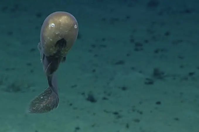 An eel with a very round head and tiny dots that must be eyes? It's weird, and the seafloor is behind it