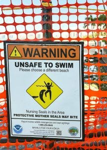 Photo of sign on temporary orange fencing that says "Warning: Unsafe to Swim. Please choose a different beach. Nursing Seals in the Area. Protective Mother Seals May Bite."