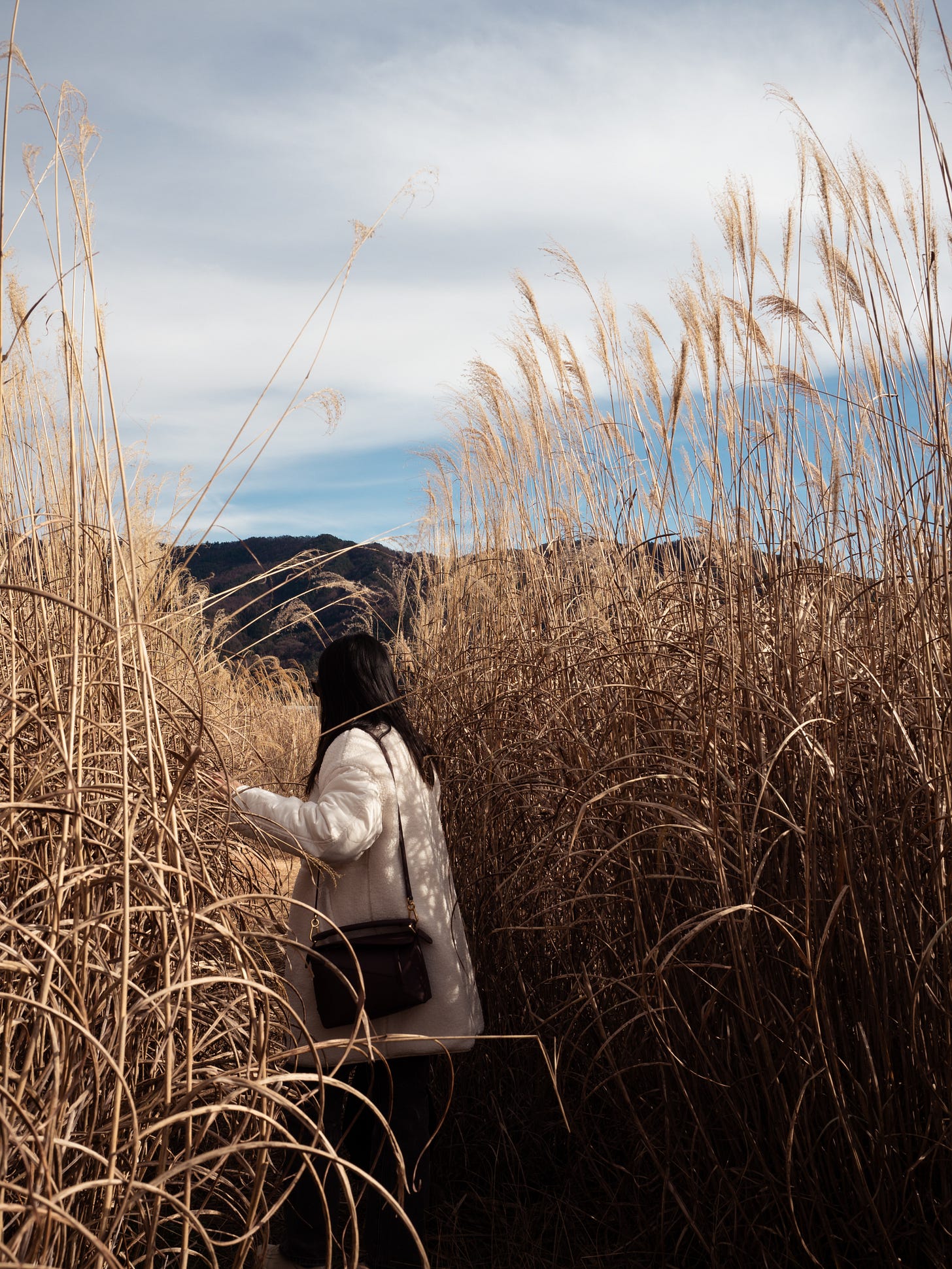 Walking through pampa grass