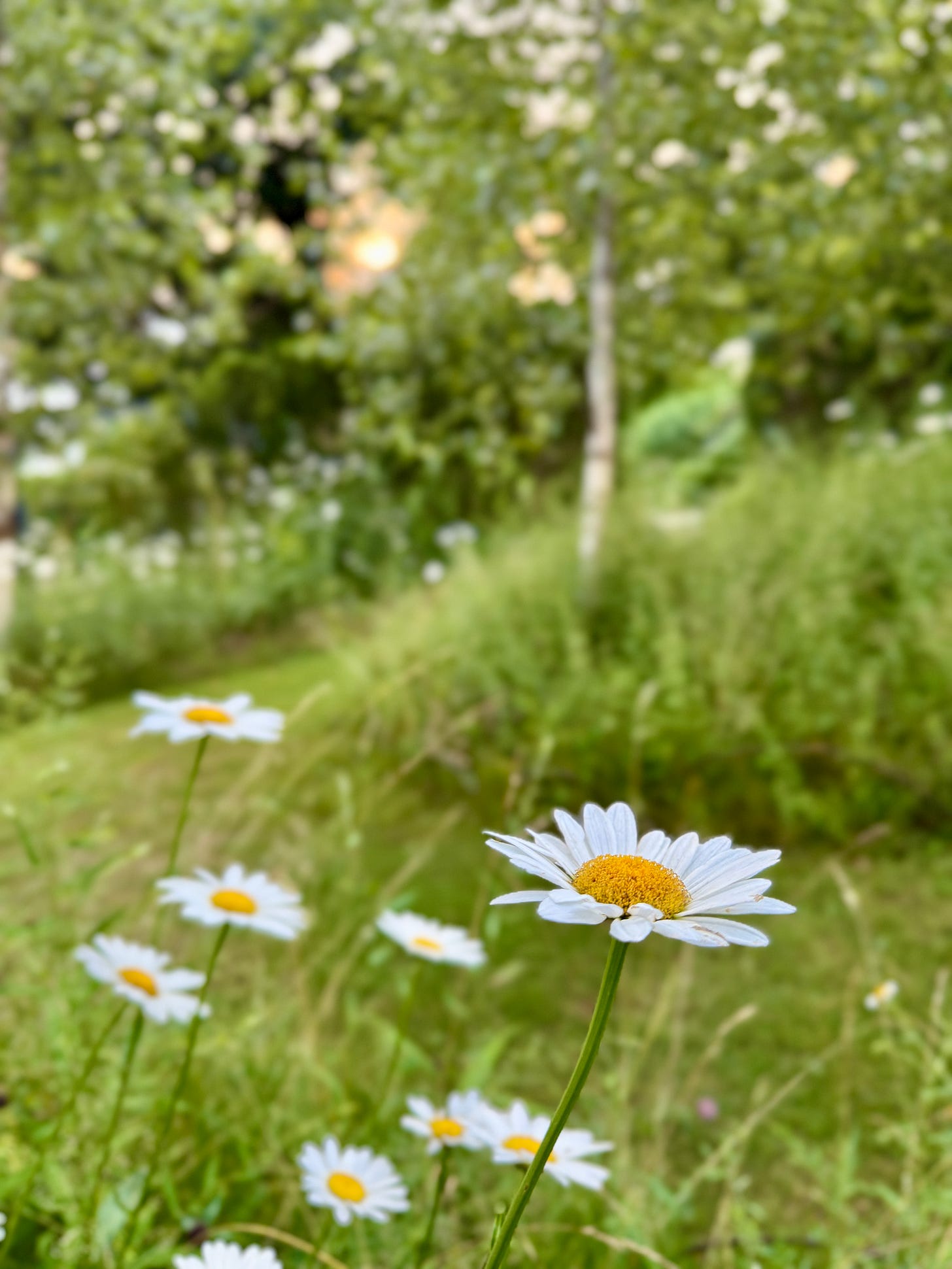The Birch Walk is full of Shasta daisies this month at Havenwood!