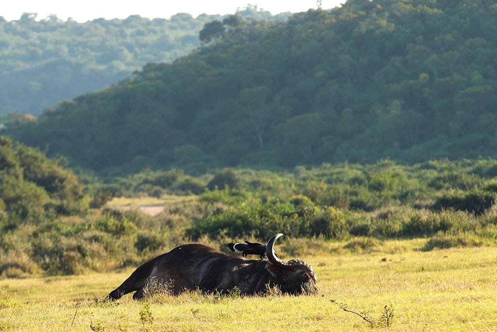 Buffalo lying in the grass Buffalo lying in the grass