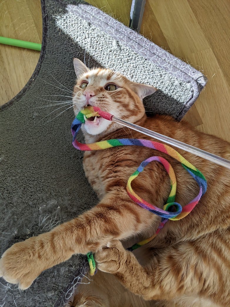 Fred Cat Fred Cat