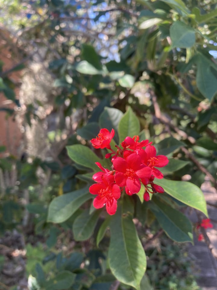 Flowering plants in the Florida-Friendly Landscaping Demonstration Garden that include blue butterfly pea vine, red jatropha, light blue plumbago, and purple beautyberry berries.