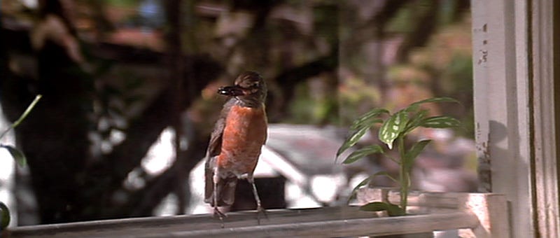 Days After Watching Blue Velvet, the Robin is the Only Thing I Can Think Of  – Jasper Golfer