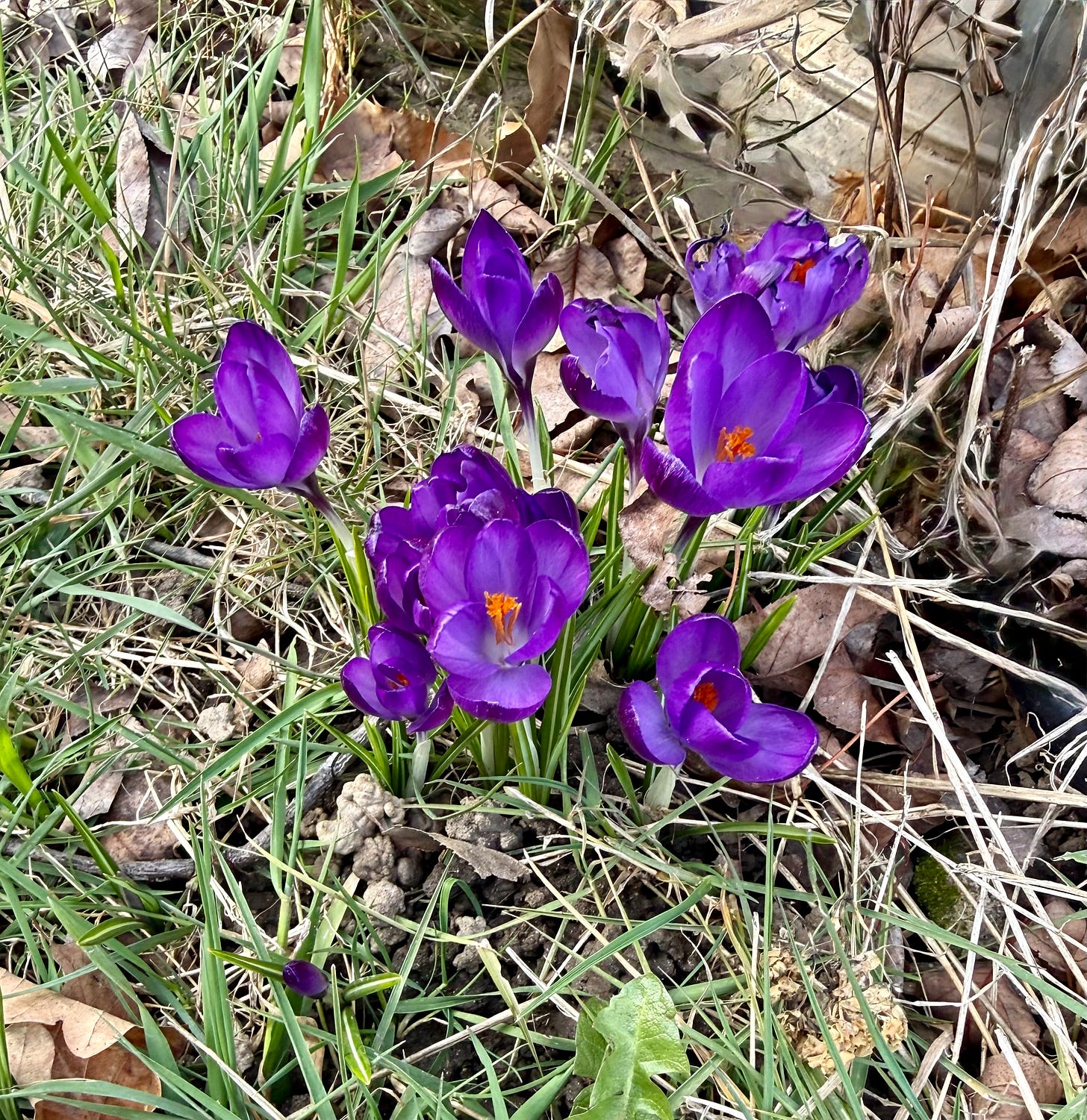 Purple crocus in leaves and grass Purple crocus in leaves and grass