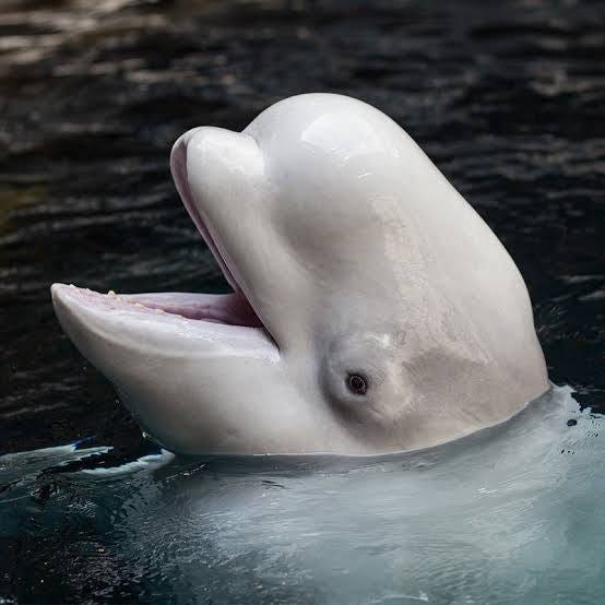 Beluga Whale - Georgia Aquarium