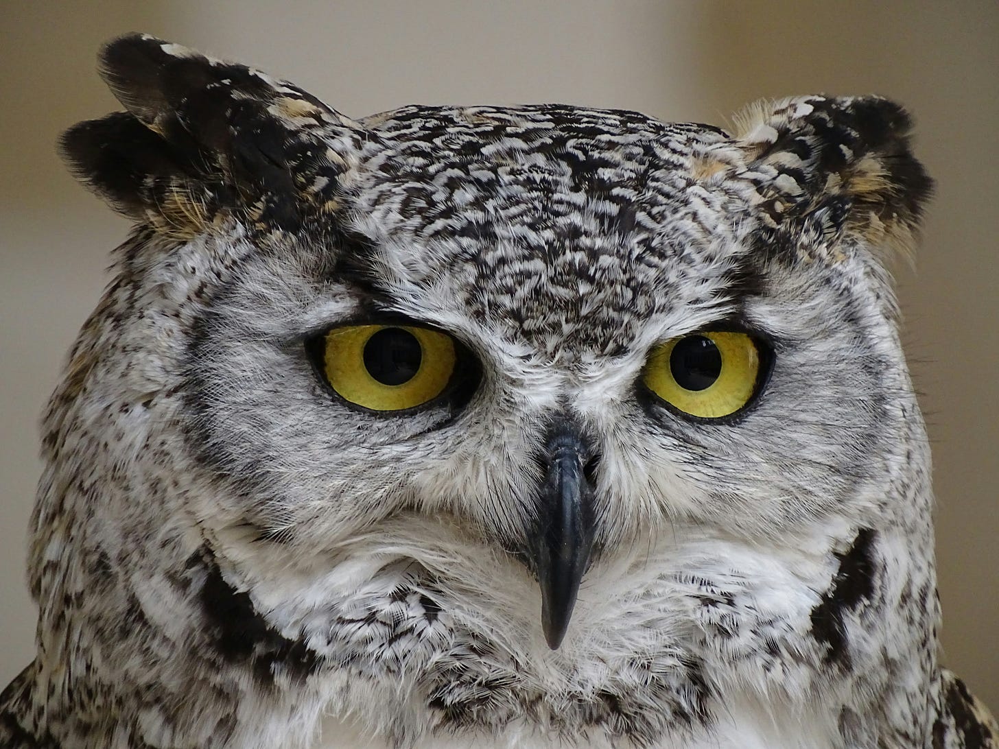 Close-up of black-and-white feathered horned owl with yellow eyes who appears to be judging you.