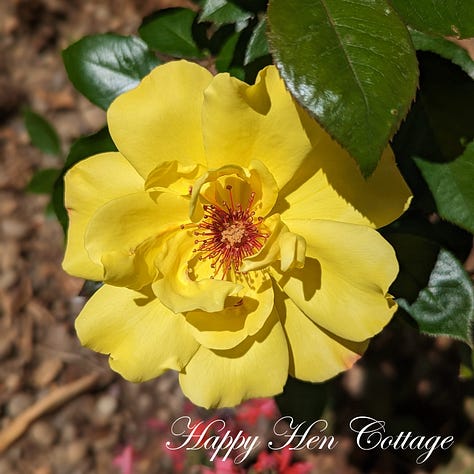 Five images of yellow roses with green leaves.