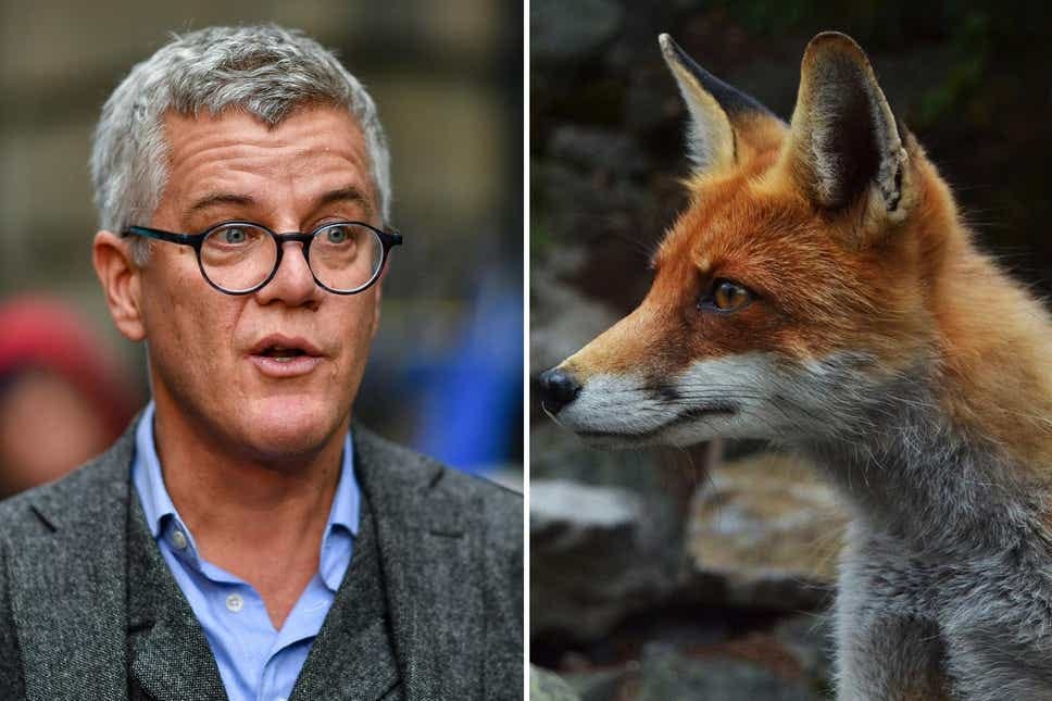 Jolyon Maugham will not be prosecuted for beating a fox to ... Jolyon Maugham will not be prosecuted for beating a fox to ...