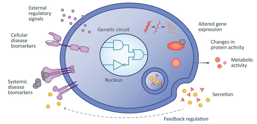 Gene circuits