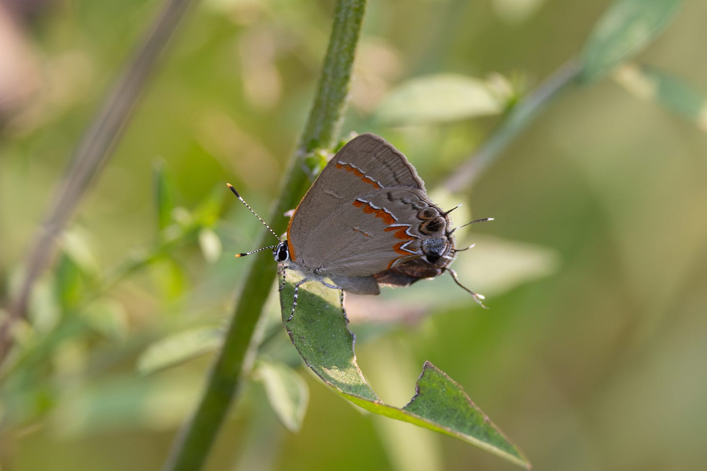a small gray butterfly facing left with a red streak running along its hind wings, and a structure with four antenna like things, an orange splotch with a three black spots running up from the lower edge of the hindwing. the insect is facing left.