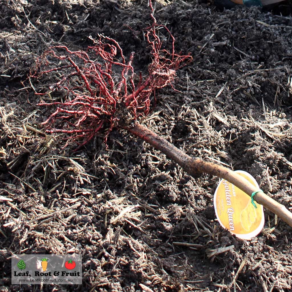 Bare rooted fruit tree dwarf rootstock Melbourne