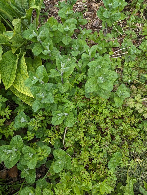 Clockwise, from top left: Bugleweed battling it out with Creeping Buttercup near the minipond, Apple Mint trying to assert itself over Herb-Robert, Mock Strawberry threading through the Creeping Buttercup, Common Silverweed forcing its way through a tangle of Red Campion, Common Silverweed meeting its match with Wild Strawberries (there’s even a Sunchoke here if you look carefully)