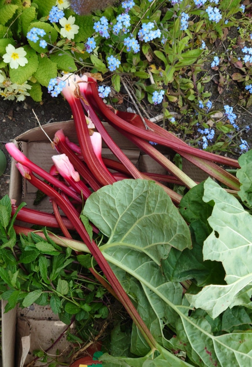 A cardboard box filled with stems of rhubarb, garden mint and a little bronze fennel.  The box is surrounded by forget-me-not flowers, and pale yellow and pink primrose 