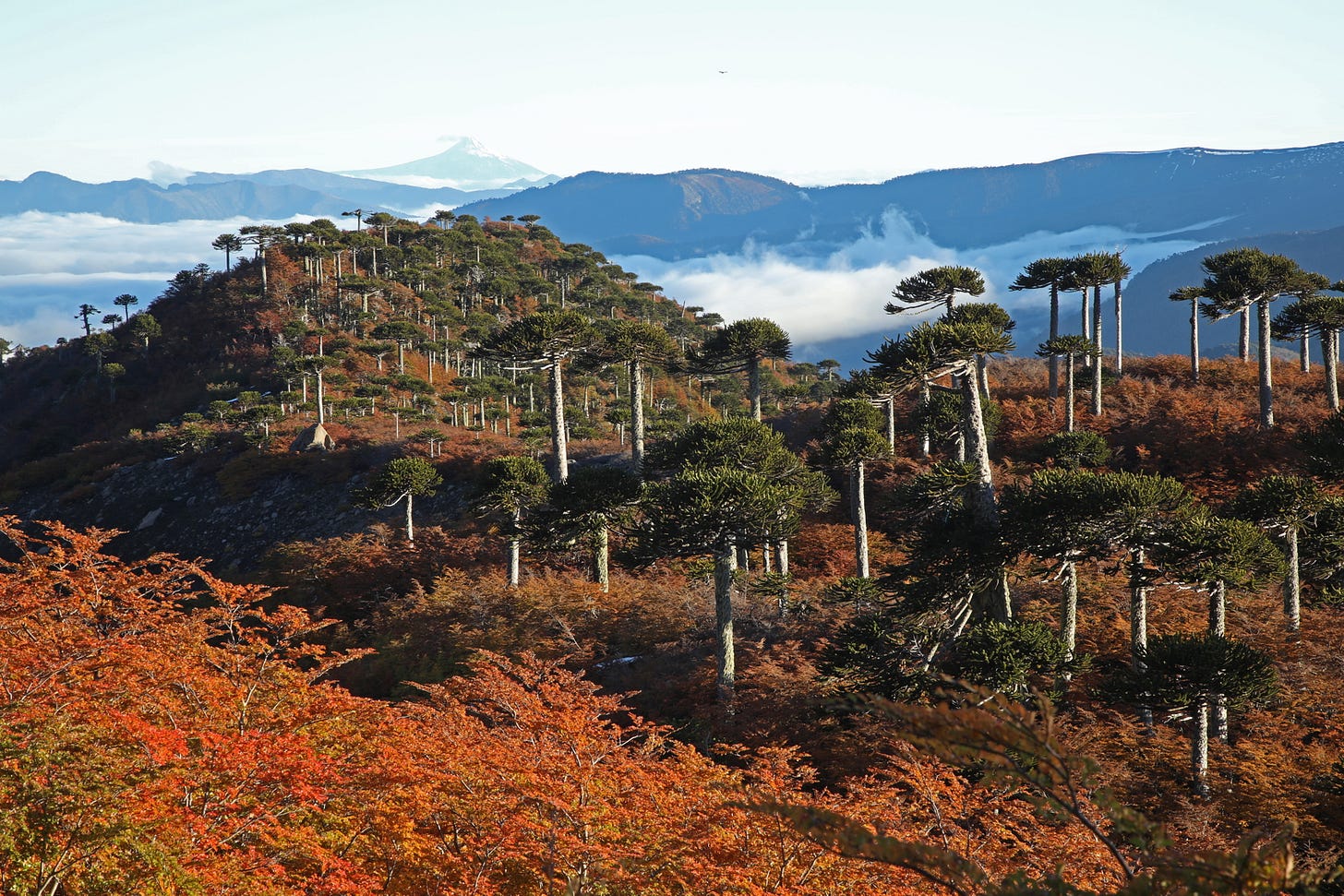The Araucaria forests of Chile, part 2