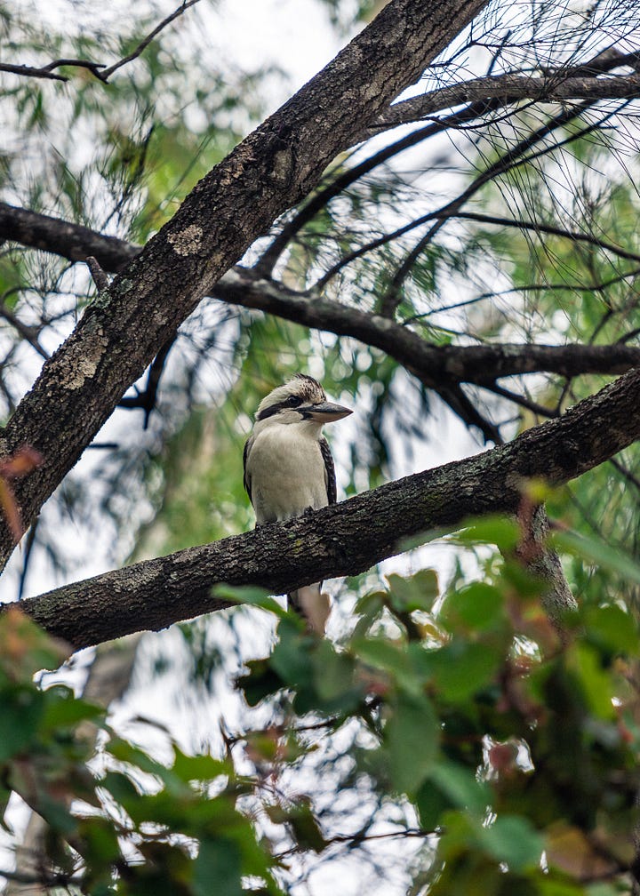 Kookaburras Australian garden