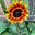 Belena Chapp's avatar