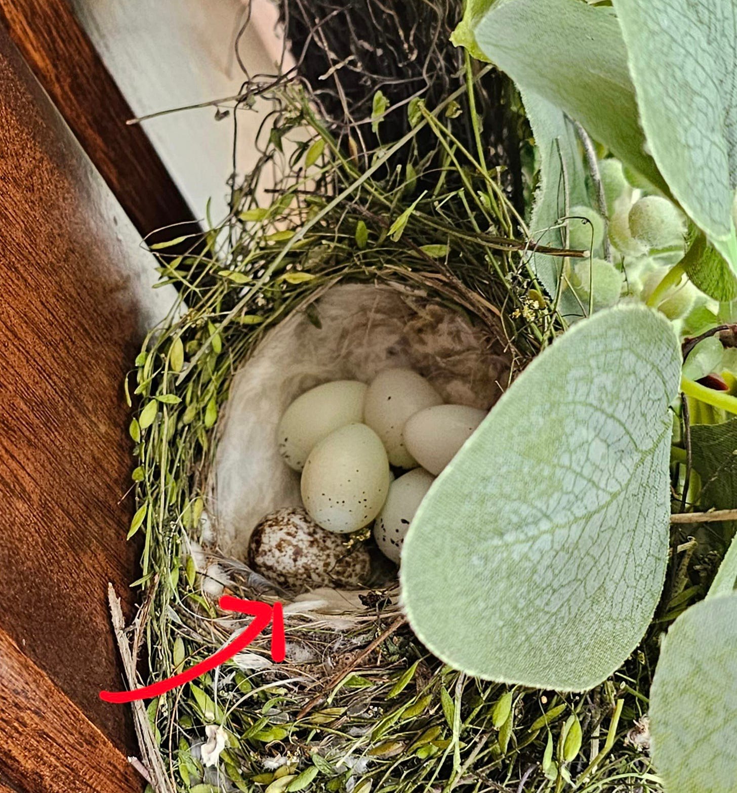 May be an image of bird