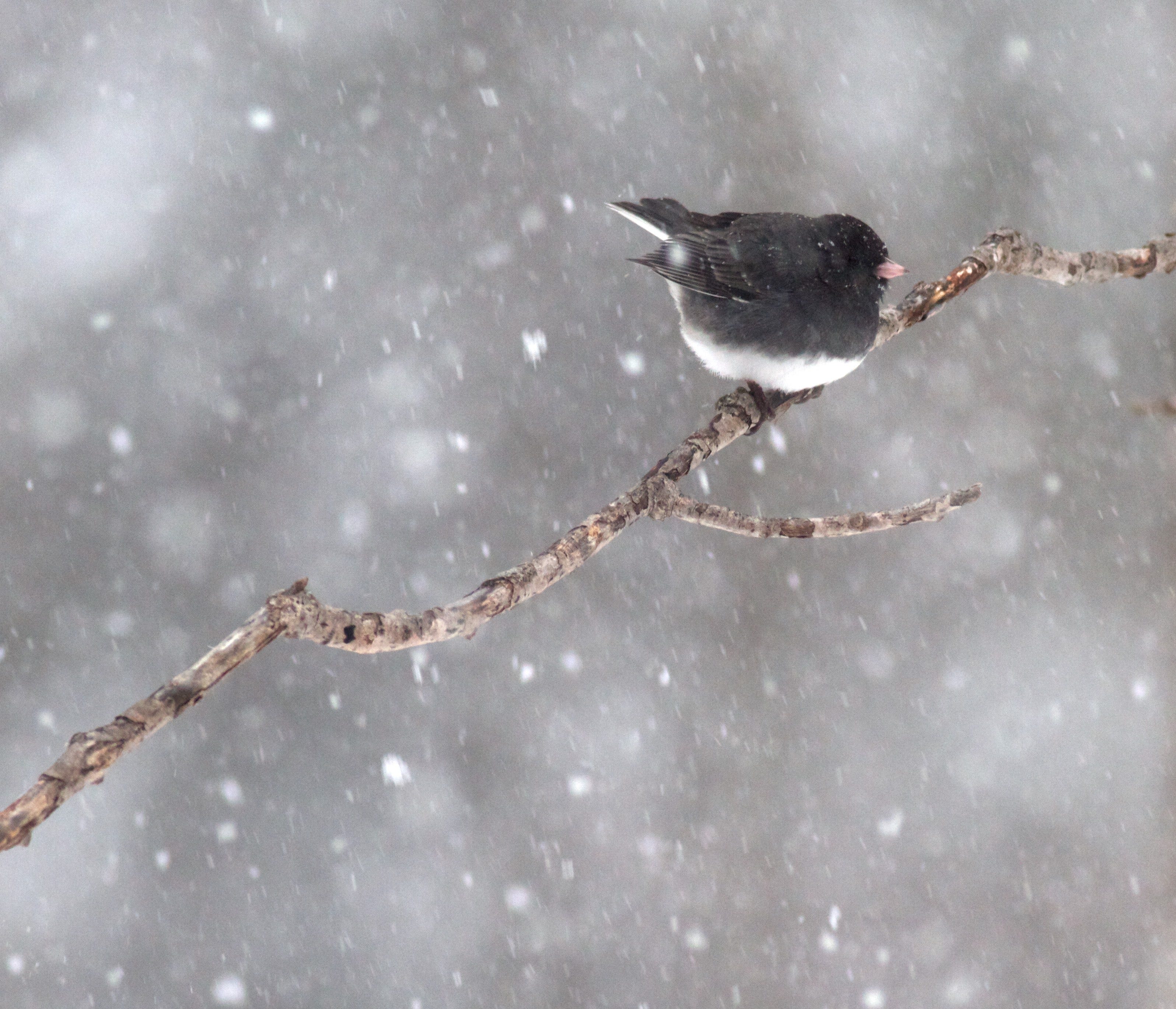 Dark-eyed Junco: Northern Naturalist #35 - by Dave Benson