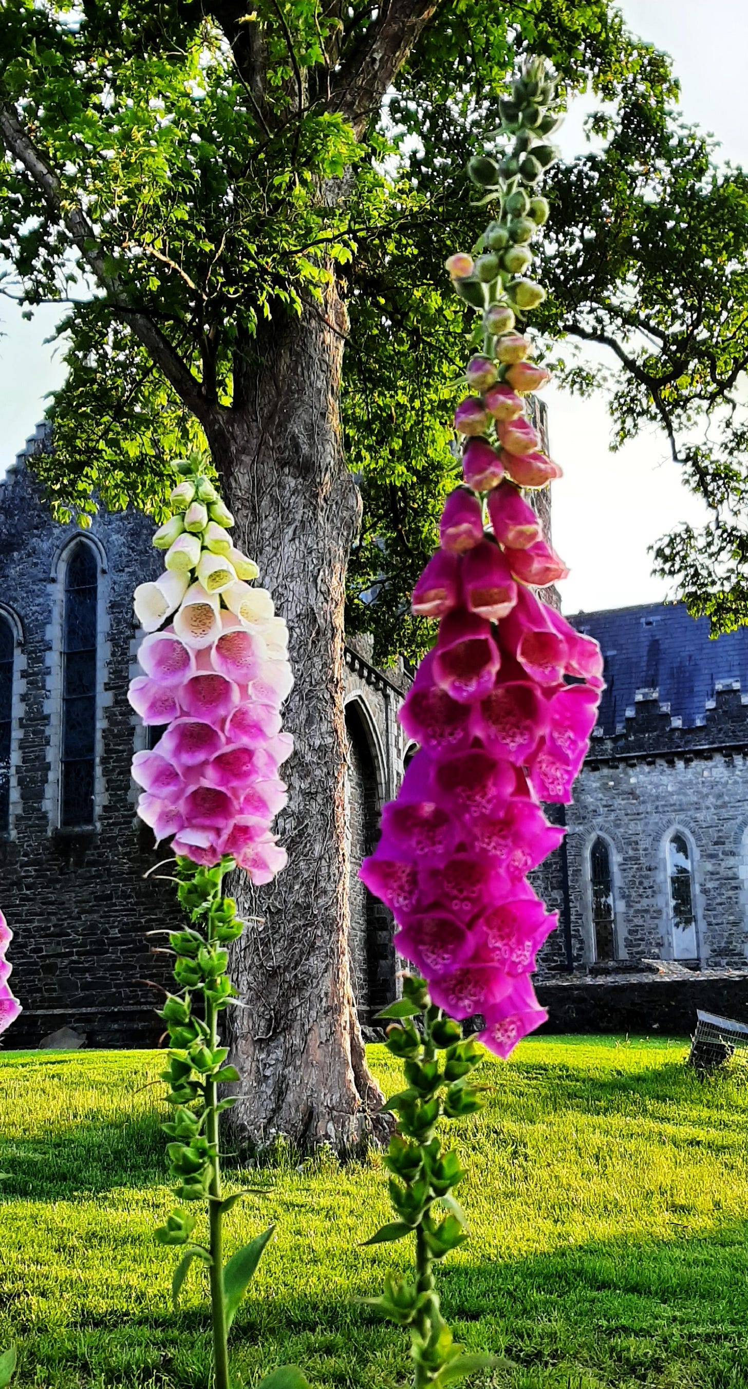 Elizabeth des Roches The Creatrix Experience ©2025  Kildare, Ireland, Brigid