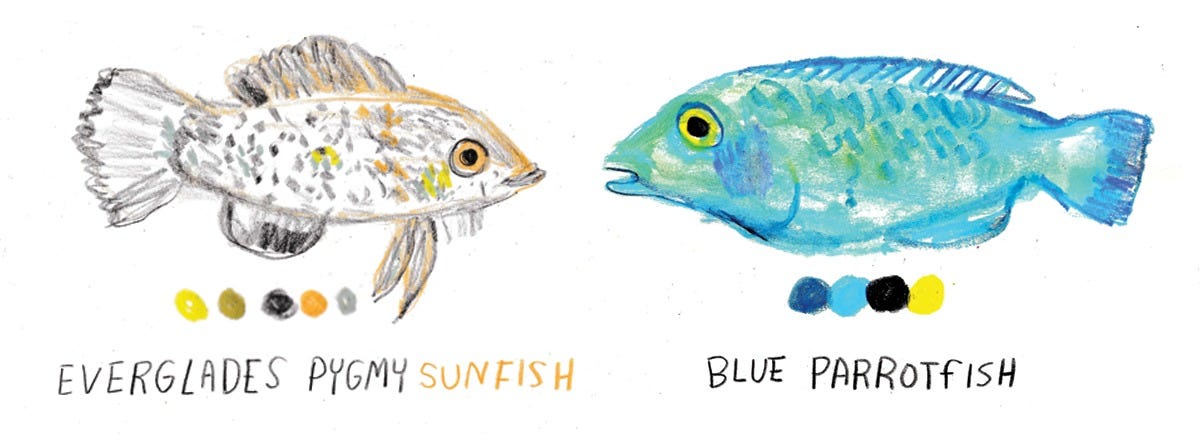 sunfish and parrotfish illustrated by Beth Spencer sunfish and parrotfish illustrated by Beth Spencer