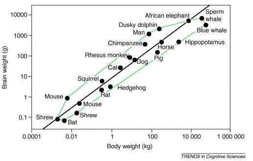 rothbrainmassbodymass
