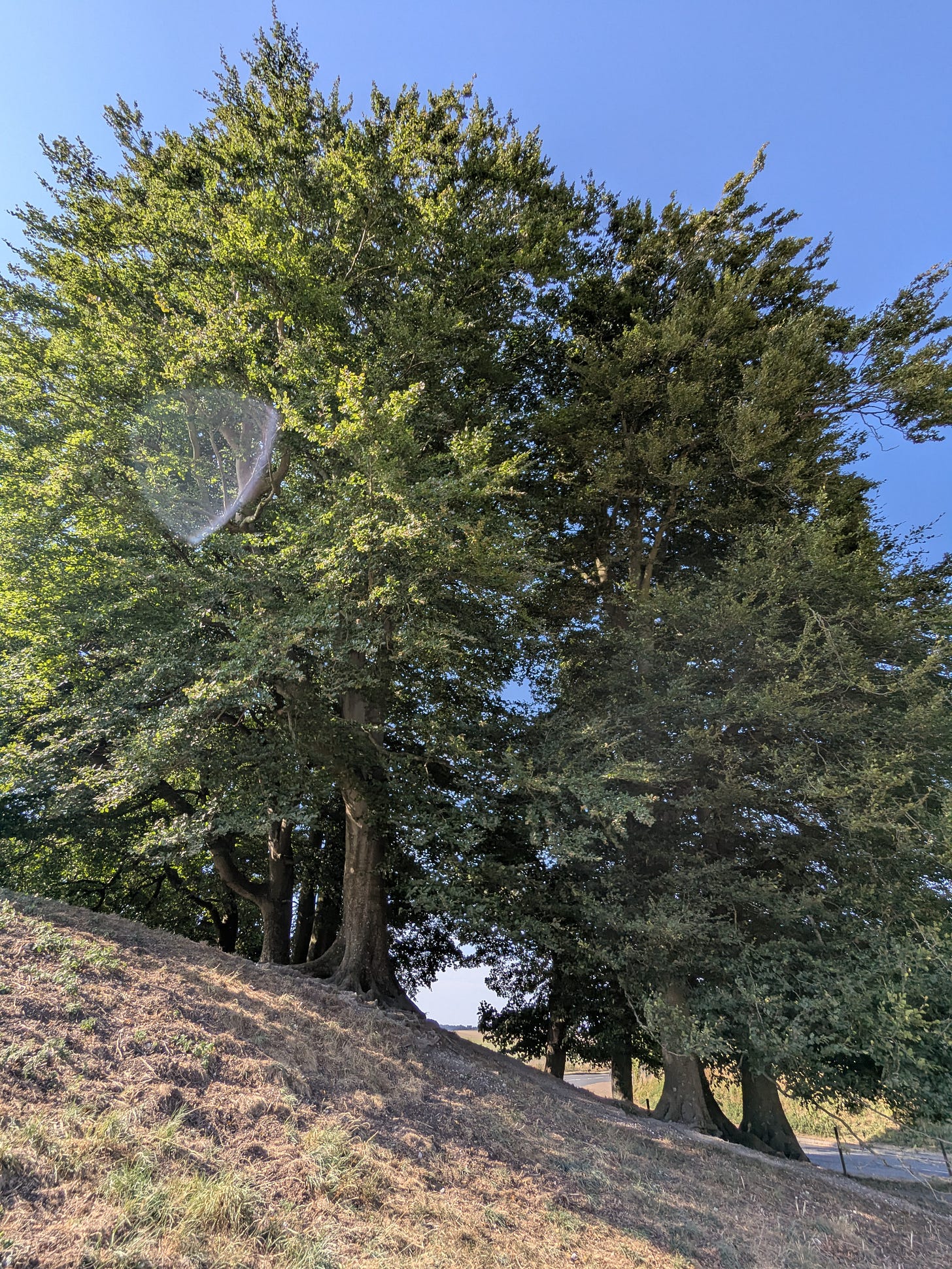 A clump of trees on a slope, with a strange triangular light flare in front of them.