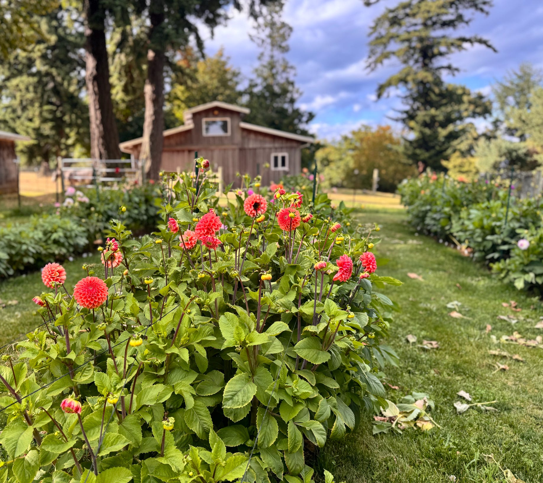 How to Design a Dahlia Garden: Expert Tips Unveiled