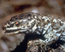 Island night lizard