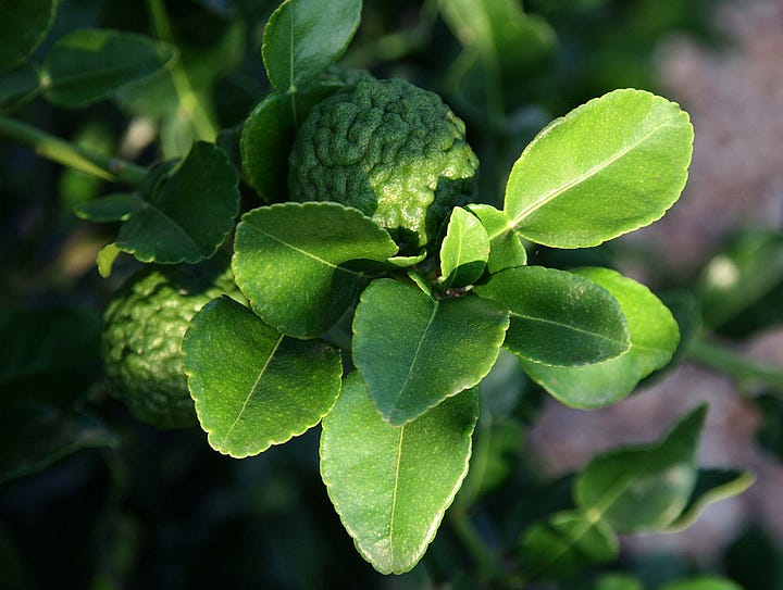 Makrut lime with leaves, photo by C hystrix via Unsplash. Galangal and thai chilies I bought at H-mart.