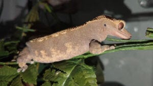 The Real Fluffy The Real Fluffy