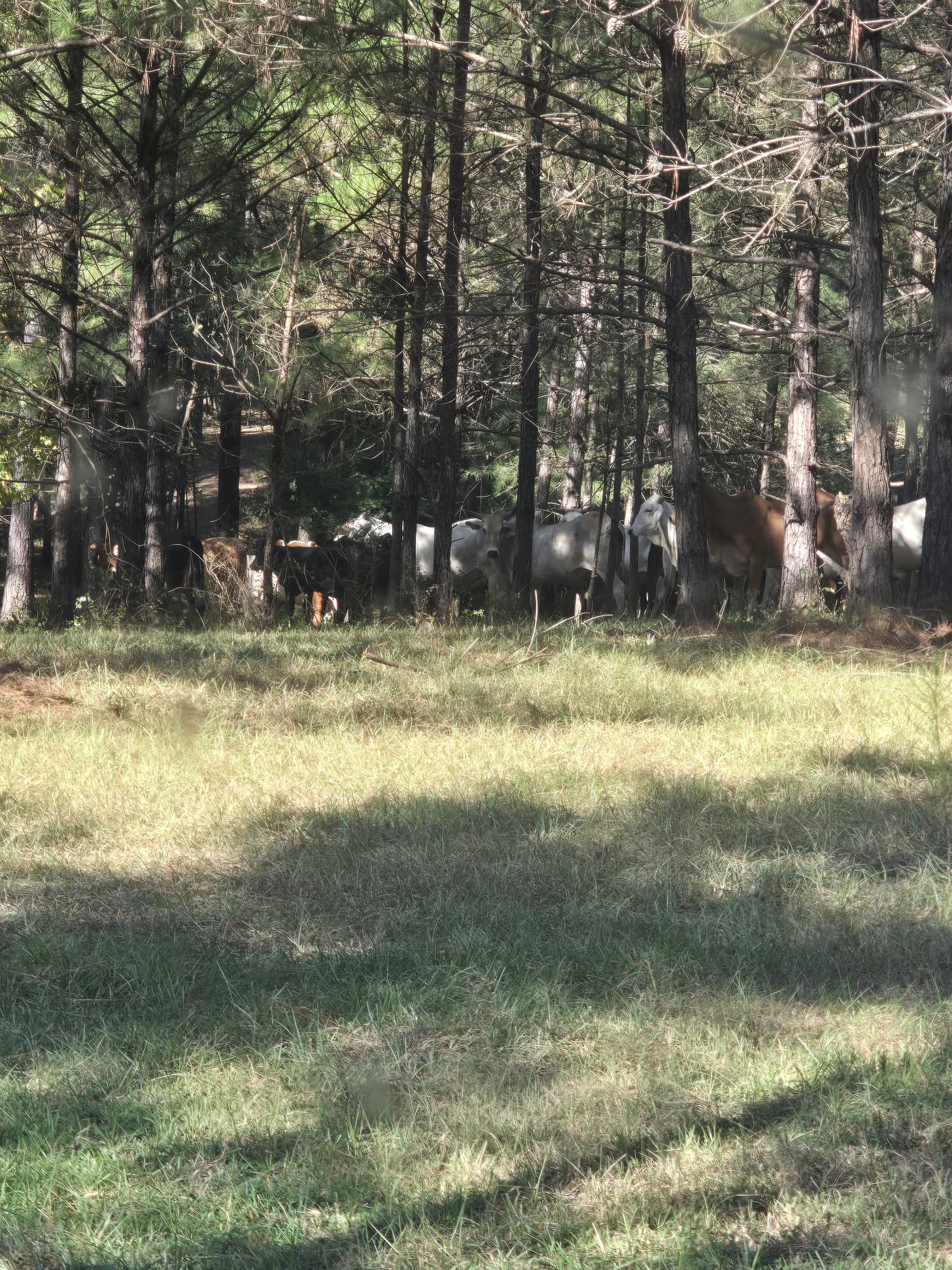 Cattle grazing at the edge of a wooded pasture at hunting camp